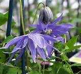 /album/fotogaleria/flora-jpg1/