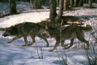 /album/fotogaleria/lobos-jpg1/