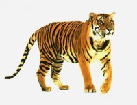 /album/fotogaleria/tigre-siberiano-jpg1/